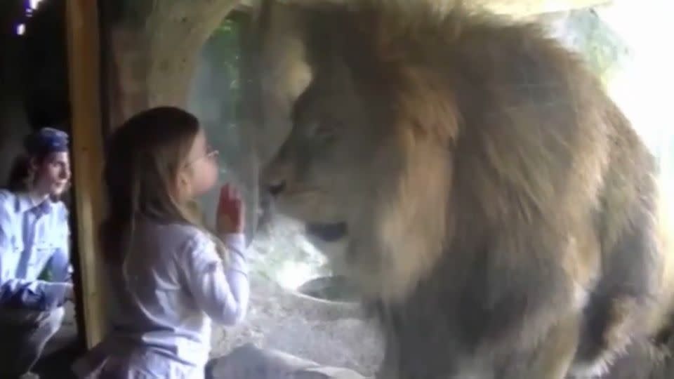 The girl plants an innocent kiss on the glass in front of the lion. Photo: YouTube