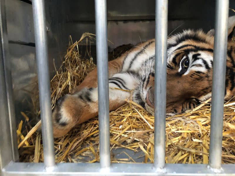 A tiger is pictured before transport to Spain at zoo in Poznan