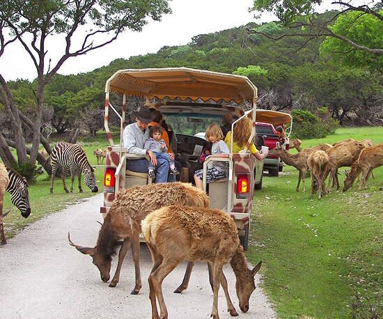 Fossil Rim's safari