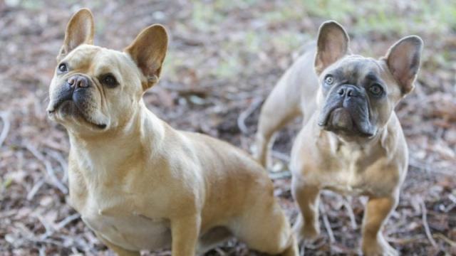 The American Bully - Complete Guide & Facts - Animal Corner