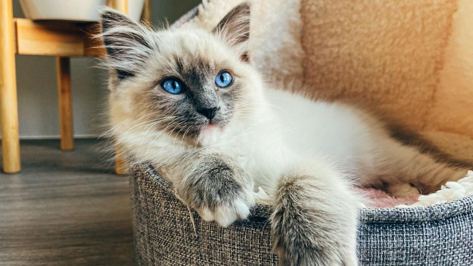 Best dog and cat names — white cat with blue eyes