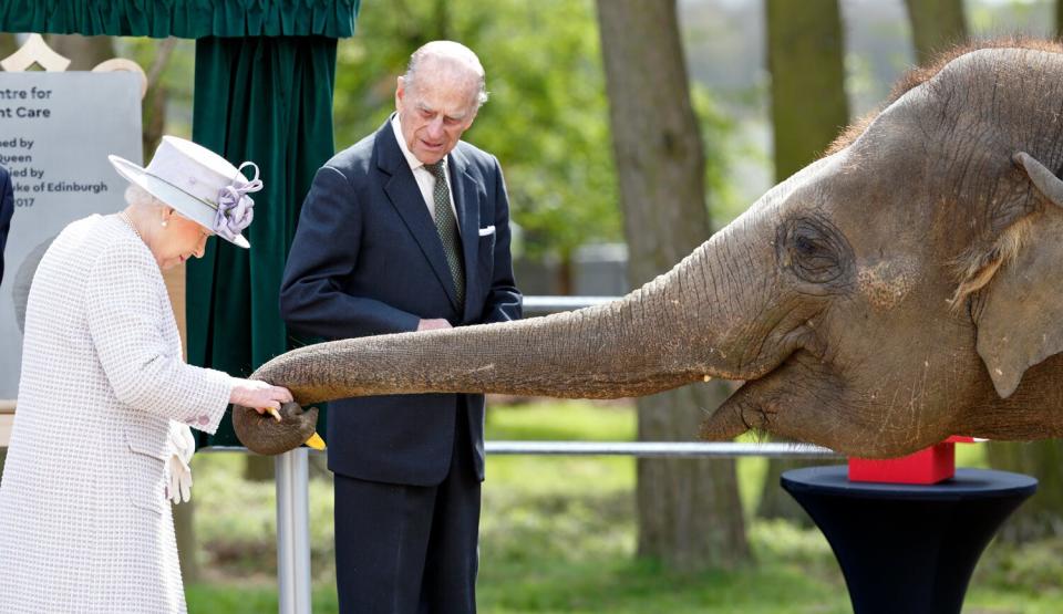 Queen Elizabeth II and Prince Philip, Duke of Edinburgh feed bananas to Donna, a 7 year old Asian Elephant, as they open the new Centre for Elephant Care at ZSL Whipsnade Zoo