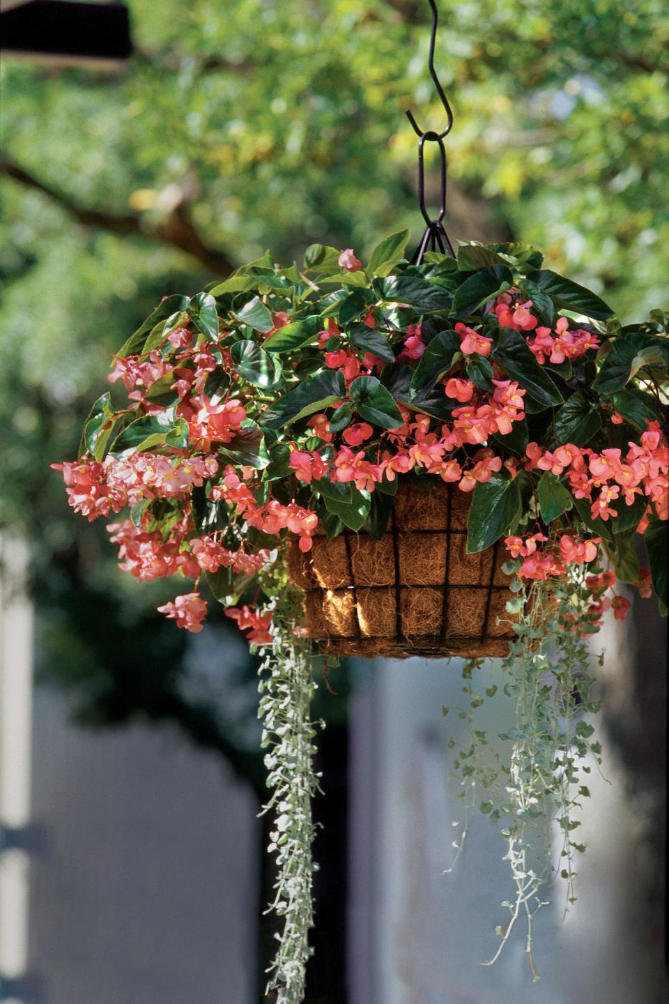 Hanging Begonia Container