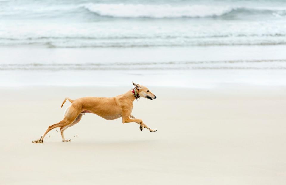 <p>Most people know greyhounds for their speed (they're the <a href="https://go.redirectingat.com?id=74968X1596630&url=https%3A%2F%2Fwww.care.com%2Fc%2Fstories%2F6036%2F10-fastest-dog-breeds%2F&sref=https%3A%2F%2Fwww.goodhousekeeping.com%2Flife%2Fpets%2Fadvice%2Fg1921%2Flarge-dog-breeds%2F" rel="nofollow noopener" target="_blank" data-ylk="slk:fastest dogs on the planet;elm:context_link;itc:0;sec:content-canvas" class="link ">fastest dogs on the planet</a>), but the born racers are also incredibly sweet and charming. They've been prized as athletes and companions for thousands of years, dating back to the ancient Egyptians in 2900 B.C.</p><p><strong>Weight: 60-70 pounds</strong></p>