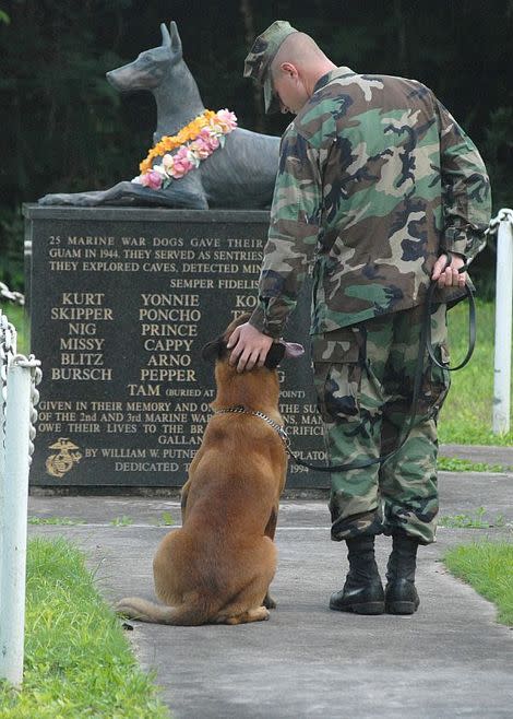 A new bill would sreamline the adoption process for retired military dogs. 