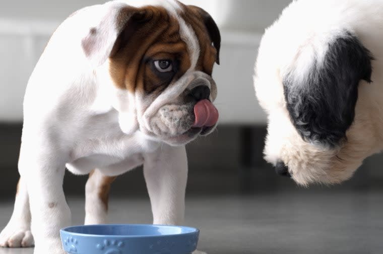 How Microchip Pet Feeders Solve Mealtime Chaos