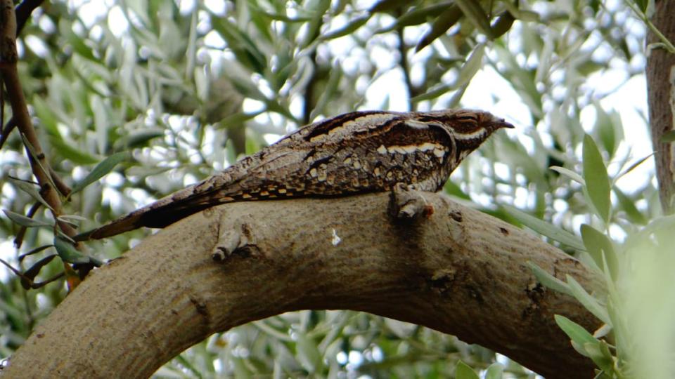 <div class="inline-image__caption"><p>European Nightjar.</p></div> <div class="inline-image__credit">Courtesy Lara and Mandy Sirdah</div>