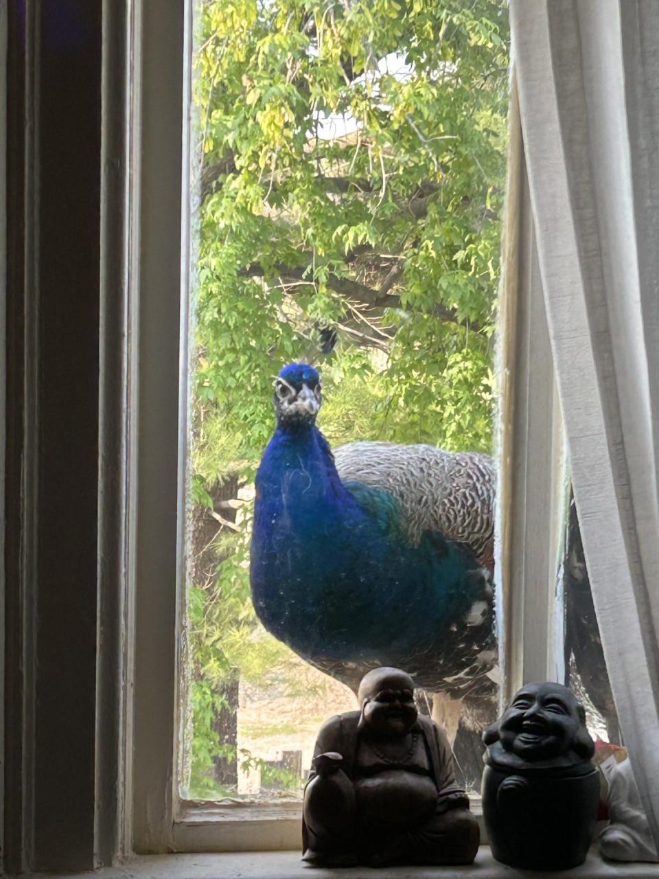 A peacock from Legendary Acres Hobby Farm peers into the second floor window of the farm house.
