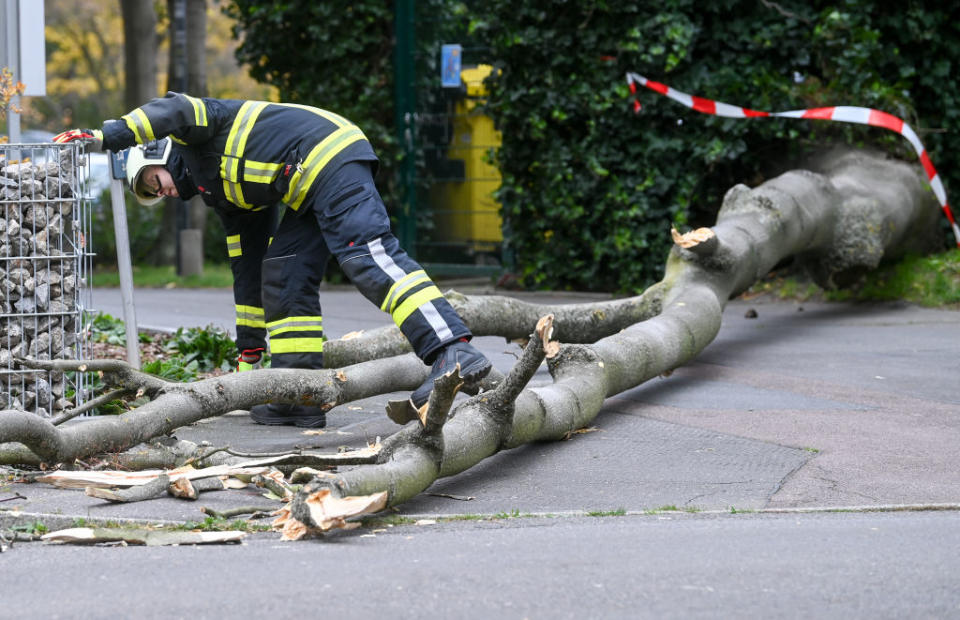 21 October 2021, Saxony-Anhalt, Halle (Saale): A firefighter clears a fallen tree from a footpath in the Neustadt district of Halle/Saale. The first strong autumn storm of the year is currently moving across Germany. Photo: Hendrik Schmidt/dpa-Zentralbild/dpa (Photo by Hendrik Schmidt/picture alliance via Getty Images)