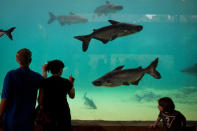 SINGAPORE - MARCH 25: People take in a fish exhibit in the Mekong River habitat during a media tour ahead of the opening of River Safari at the Singapore Zoo on March 25, 2013 in Singapore. The River Safari is Wildlife Reserves Singapore's latest attraction. Set over 12 hectares, the park is Asia's first and only river-themed wildlife park and will showcase wildlife from eight iconic river systems of the world, including the Mekong River, Amazon River, Congo River through to the Ganges and the Mississippi. The attraction is home to 150 plant species and over 300 animal species including 42 endangered species. River Safari will open to the public on April 3. (Photo by Chris McGrath/Getty Images)