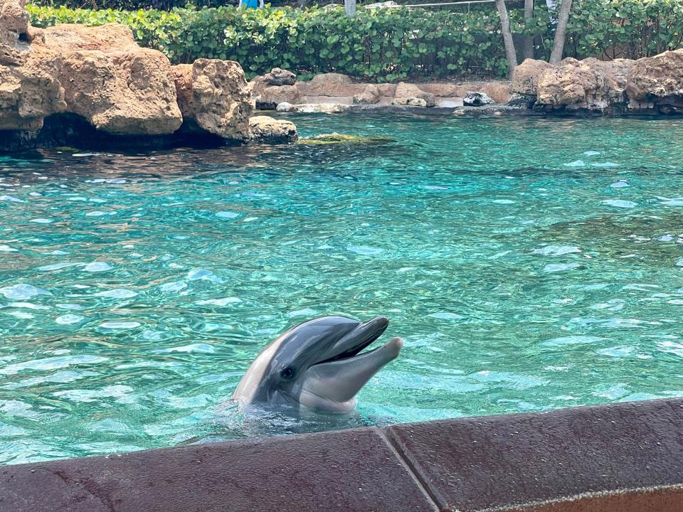 photo of a dolphin in a pool at seaworld orlando