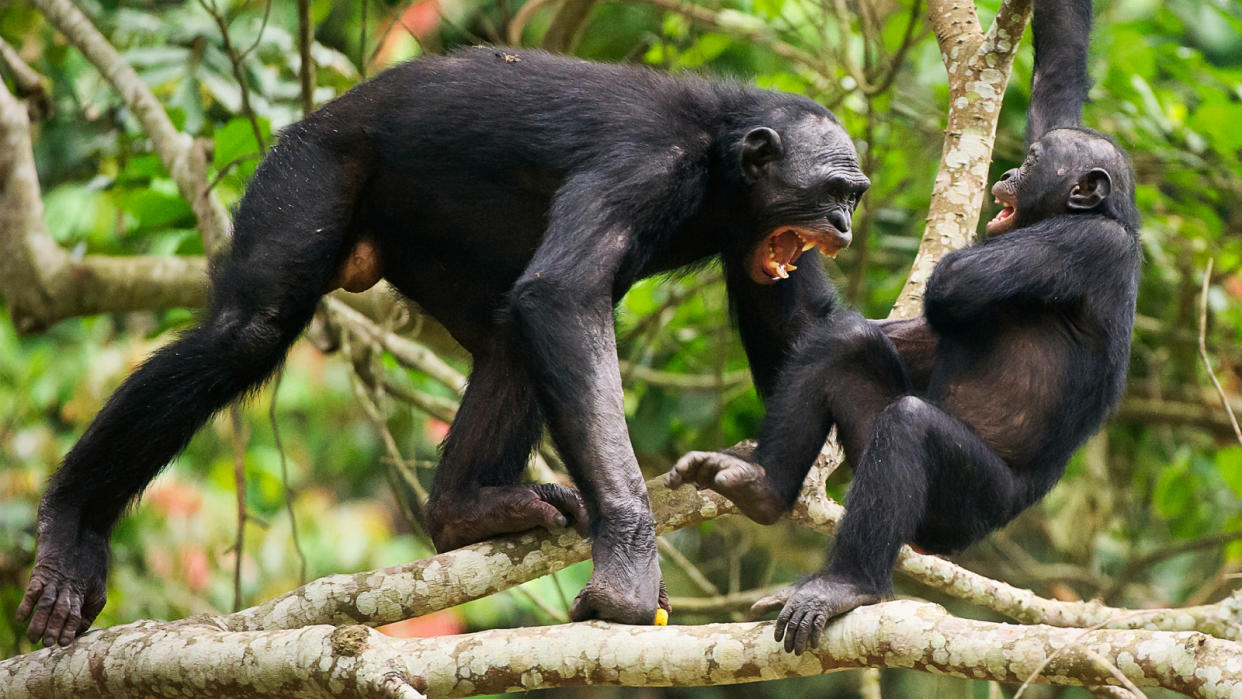  Fighting Bonobos ( Pan paniscus) on a tree branch. 