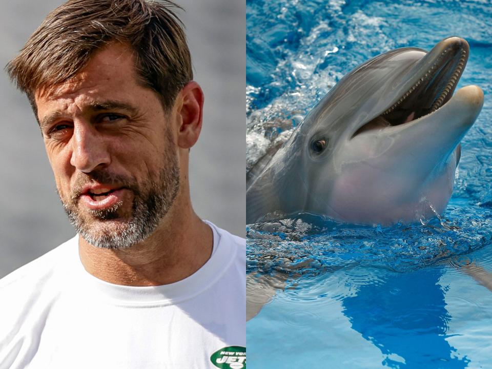 Aaron Rodgers touts the healing powers of dolphins' "love-making" sounds.