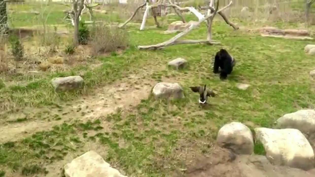 Goose Chases Gorilla