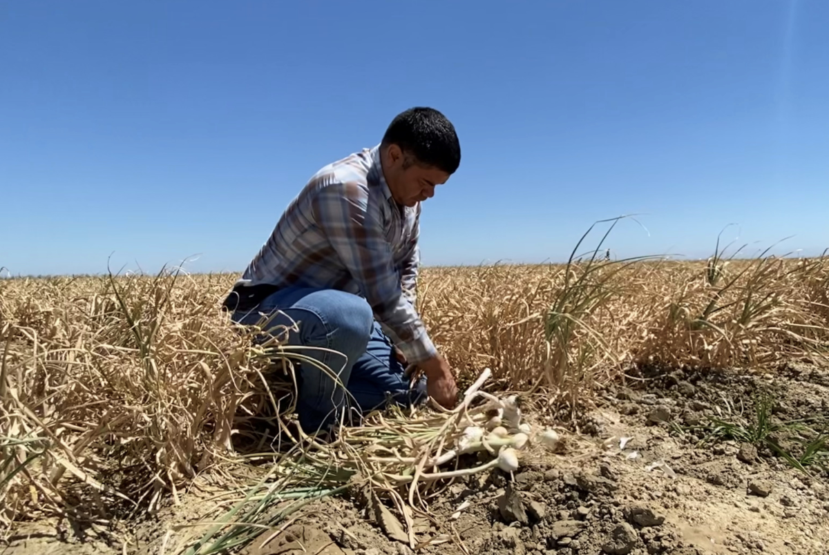 Climate is ‘the No. 1 reason why food prices go up,’ CEO says