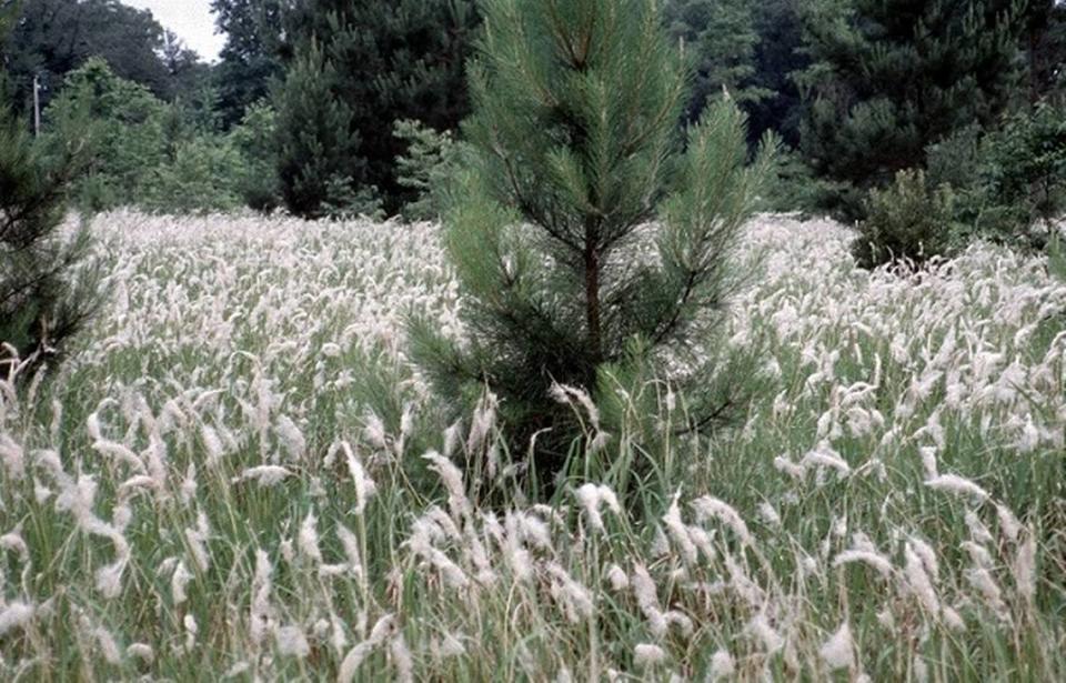 Cogongrass is an invasive grass species from Asia that has taken root across the Southeast region of the U.S., forestry officials say.