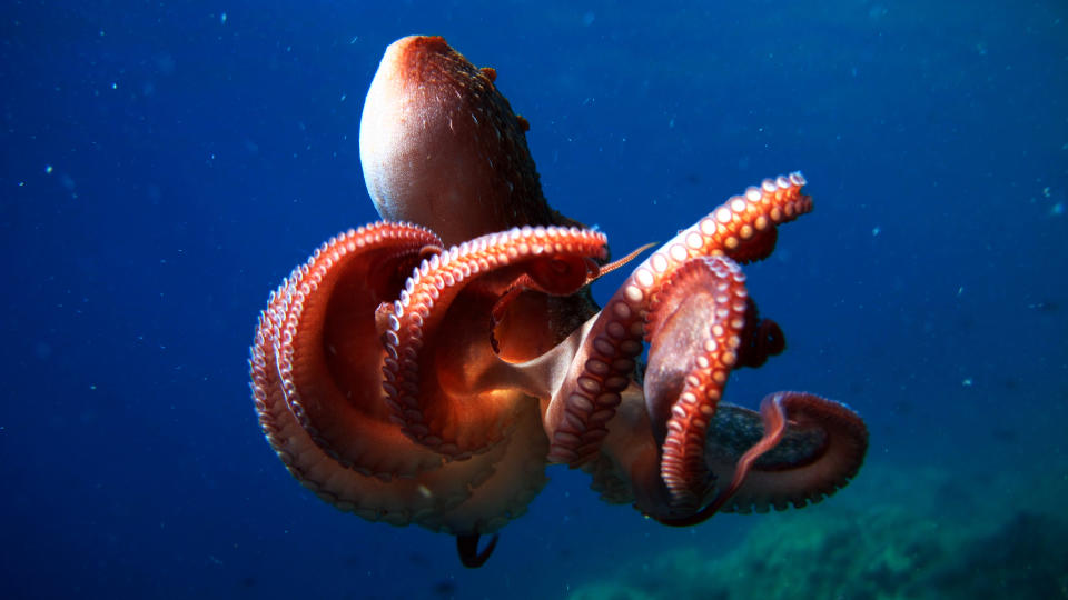 A photograph of an octopus in the ocean