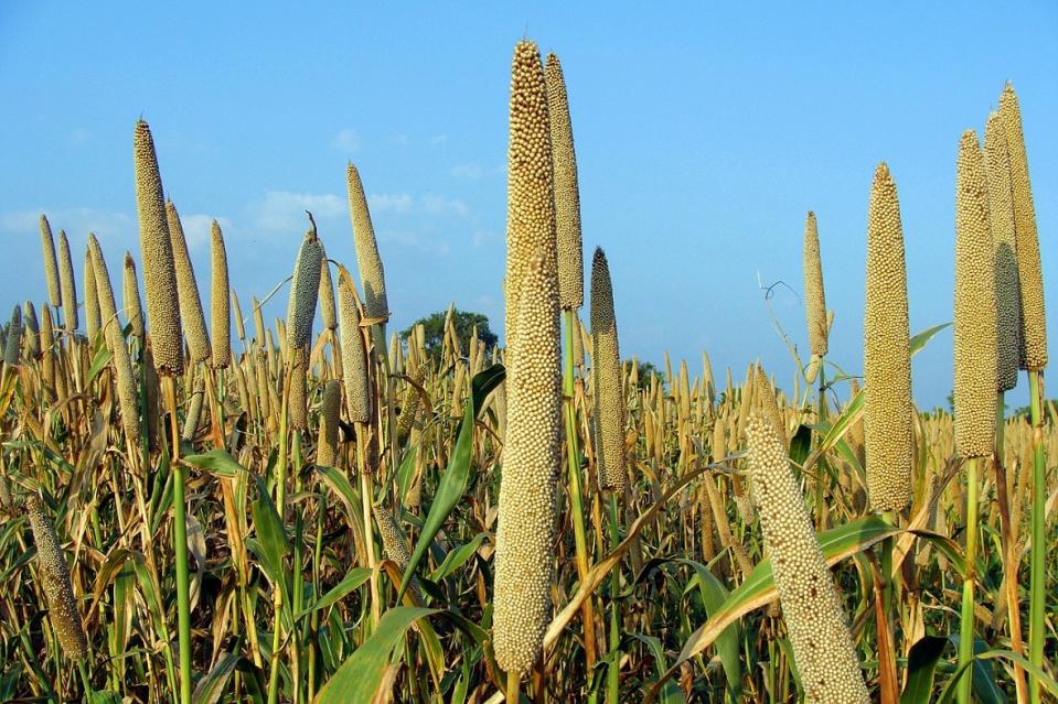Millets are good for us, the Planet and the Farmer