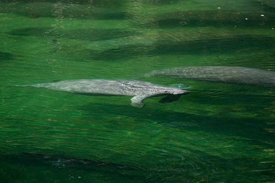 Manatees swim in the waters of Blue Spring State Park in Orange City, Thursday, Dec. 23, 2021.