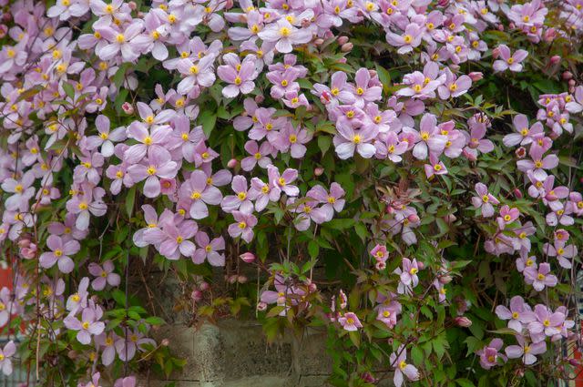 <p>The Spruce / Evgeniya Vlasova</p> 'Apple blossom' clematis