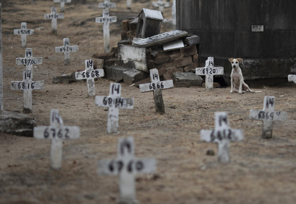 A dog sits next to numbered crosses at the Iraja cemetery, where many COVID-19 victims are buried in Rio de Janeiro, Brazil, Friday, Feb. 5, 2021. (AP Photo/Silvia Izquierdo)