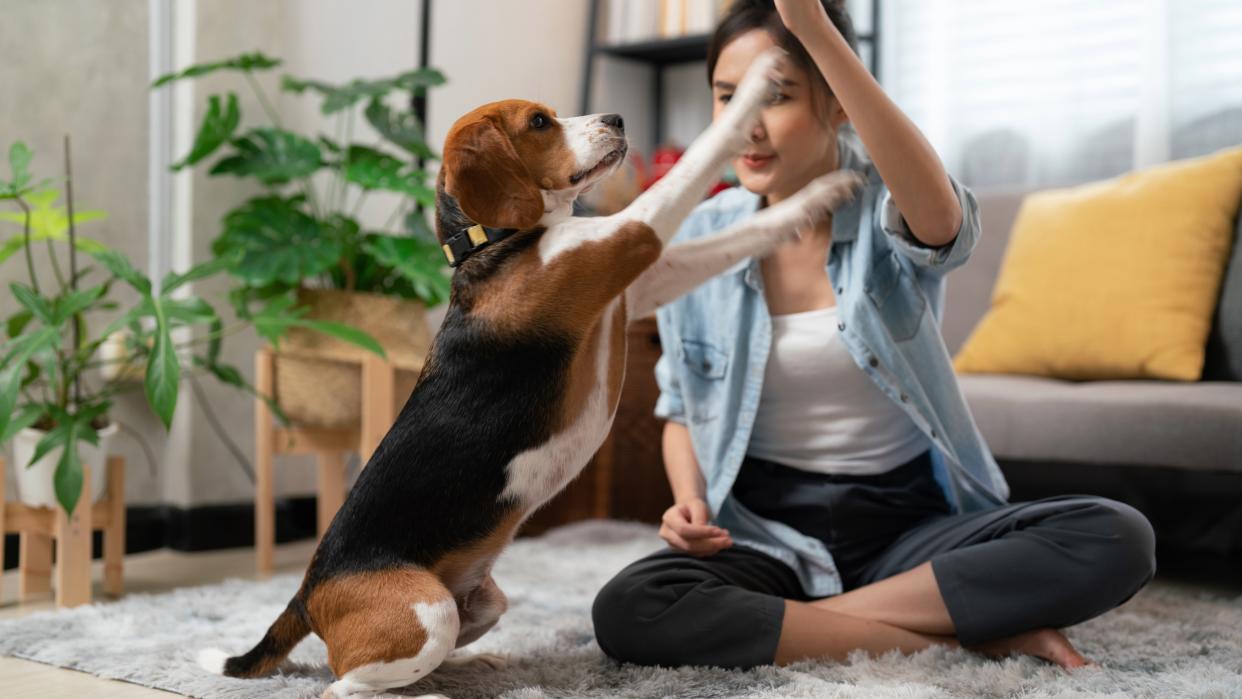  Woman training beagle dog in her living room. 