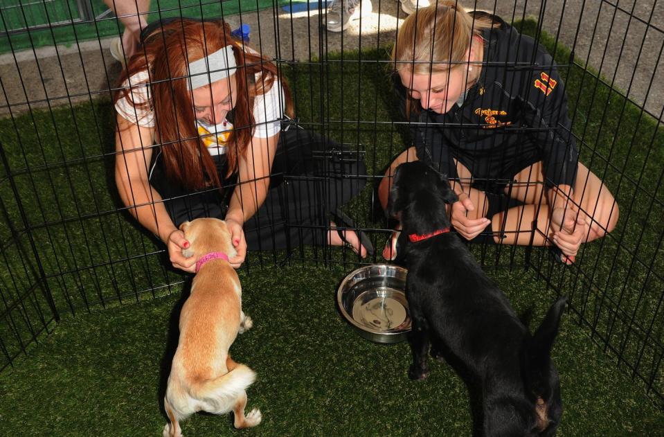 Your adoption fee will help other dogs (and cats).