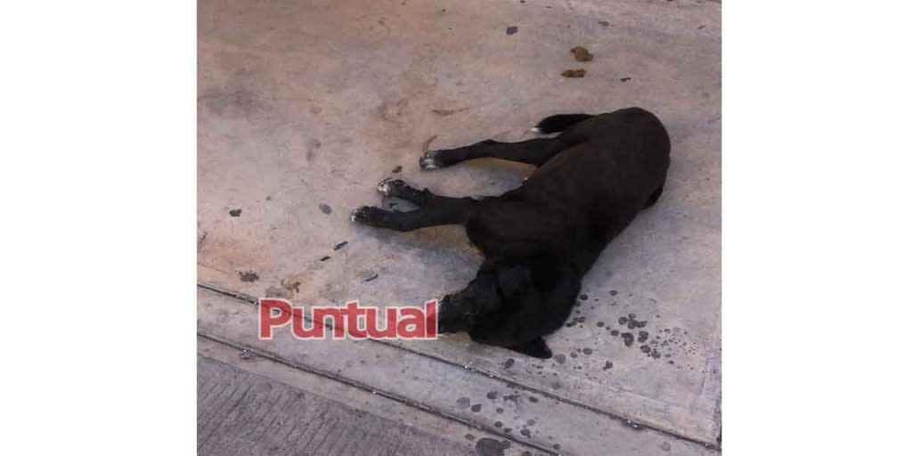 Triste, envenenan a perros en Huejotzingo