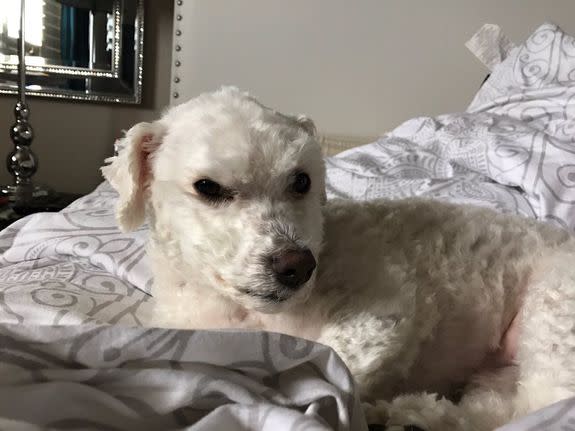 Caucasian dog receives zesty European haircut. Family is torn when they  realize the dog is packing. (Possibly NSFW, dog genitals pictured.) :  r/nextdoor
