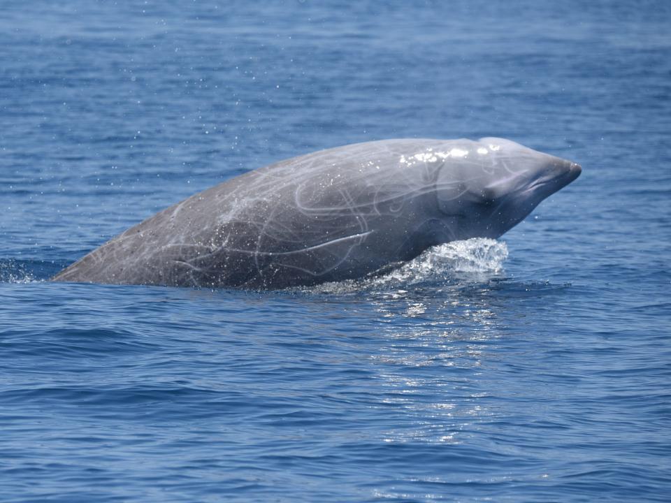 cuvier beaked whale