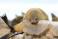 <p>A Cape fur seal sleeps on a wall near the parking area for visitors at the Cape Cross seal colony along the Skeleton Coast of Namibia. (Photo: Gordon Donovan/Yahoo News) </p>