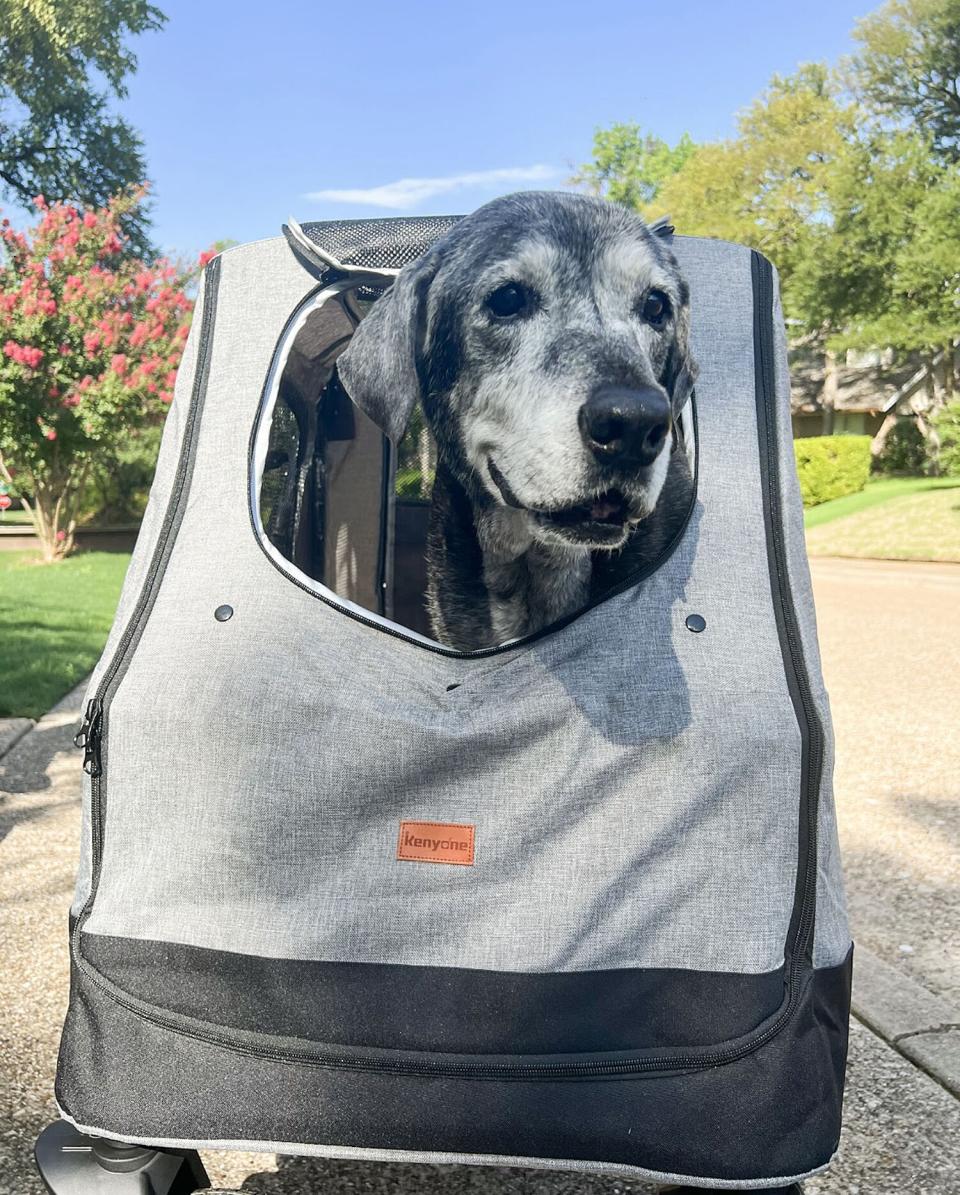 Best friends helping senior foster dog complete bucket list