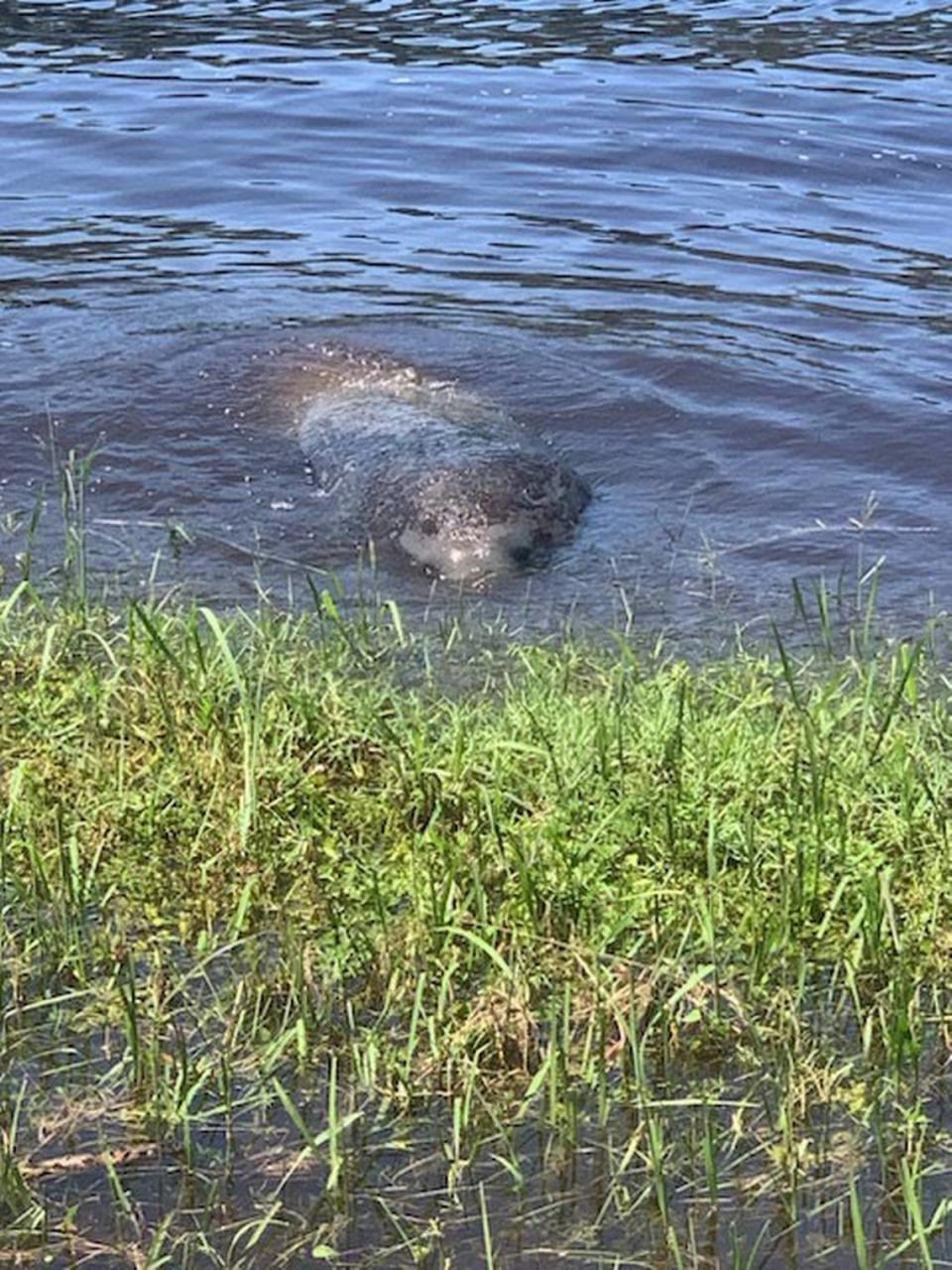 A manatee was spotted Sept. 4 in the Intracoastal Waterway in the Myrtle Beach area. Brandelyn Breinig was able to see the manatee eating grasses before it swam away. Sept. 5, 2023