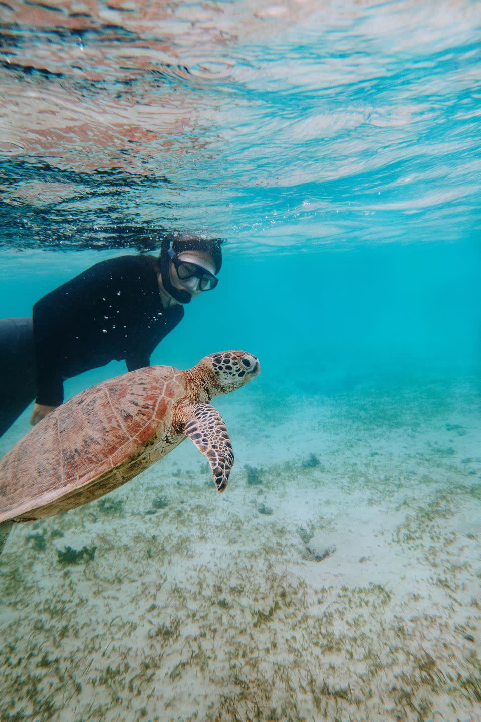 summer activities snorkeling with sea turtles