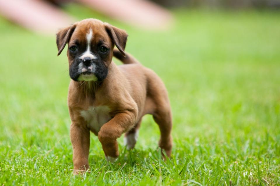 Boxer puppy running in grass