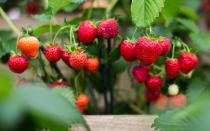 <p>Der wahrscheinlich größte Irrtum, was Lebensmittel angeht, ist die Behauptung, dass Erdbeeren Beeren sind. Weder Erdbeeren, Himbeeren noch Brombeeren sind Beeren. Eine Erdbeere ist eine Sammelnussfrucht und Himbeeren und Brombeeren sind Sammelsteinfrüchte. Und was genau sind dann Beeren? (Bild: Getty Images /Jack Taylor)</p> 