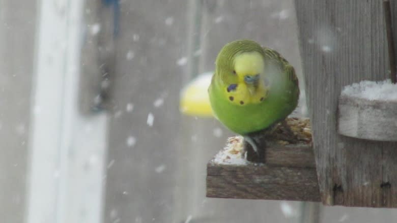 Budgie rescued after weeks spent outside braving Winnipeg winter