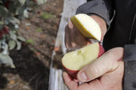 In this photo taken Tuesday, Oct. 15, 2019, Aaron Clark, vice president of Price Cold Storage, cuts into a Cosmic Crisp apple, a new variety and the first-ever bred in Washington state, after pulling it off a tree in an orchard in Wapato, Wash. The Cosmic Crisp, available beginning Dec. 1, is expected to be a game changer in the apple industry. Already, growers have planted 12 million Cosmic Crisp apple trees, a sign of confidence in the new variety. (AP Photo/Elaine Thompson)