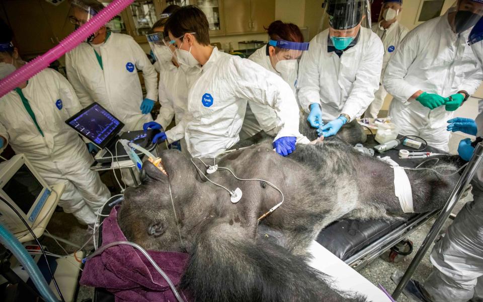  Koga, a 34-year-old western lowland gorilla, - Caters News Agency 