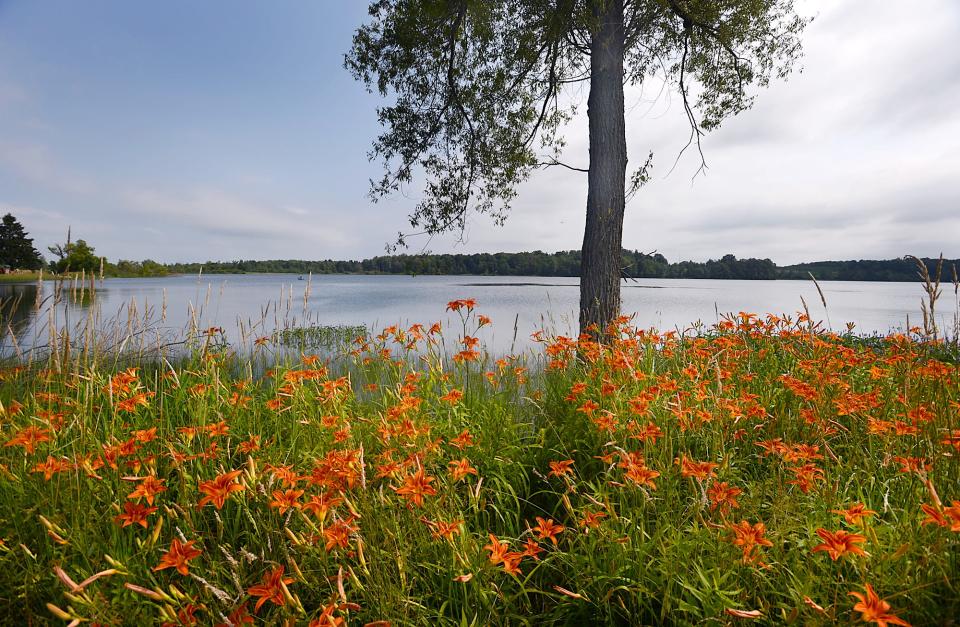 Flowers line the shore at Eaton Reservoir in North East and Greenfield townships. The area is popular with anglers, bird watchers and hikers.