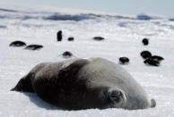 <p>A Weddell seal lies atop ice at Cape Denison, Commonwealth Bay, East Antarctica Jan. 1, 2010. China and Russia have thwarted an international attempt to create the world’s largest ocean sanctuary in Antarctica as both nations eye the region’s rich reserves of fish and krill. The Commission for the Conservation of Antarctic Marine Living Resources (CCAMLR) wound up a 10-day meeting in Hobart, Australia on October 31, 2014, without the consensus needed for a deal to conserve and manage the marine ecosystems in the Southern Ocean. While Russia blocked conservation proposals for a fourth consecutive time, China?s refusal to back the international plan came as a surprise to many delegates after previous statements of support for conservation and marine protection. Picture taken January 1, 2010. (Photo: Pauline Askin/Reueters) </p>