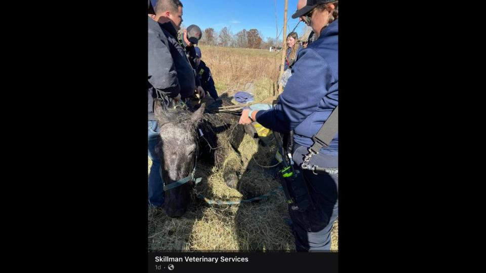 Lola the horse was trying her best to keep her head above water while stuck in a creek, her Indiana veterinarian said.