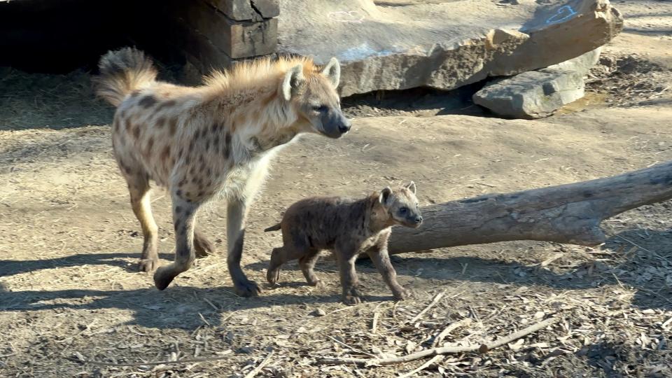 The baby spotted hyena born in October is a boy. Hattiesburg Zoo officials held a gender reveal at the zoo on Saturday.