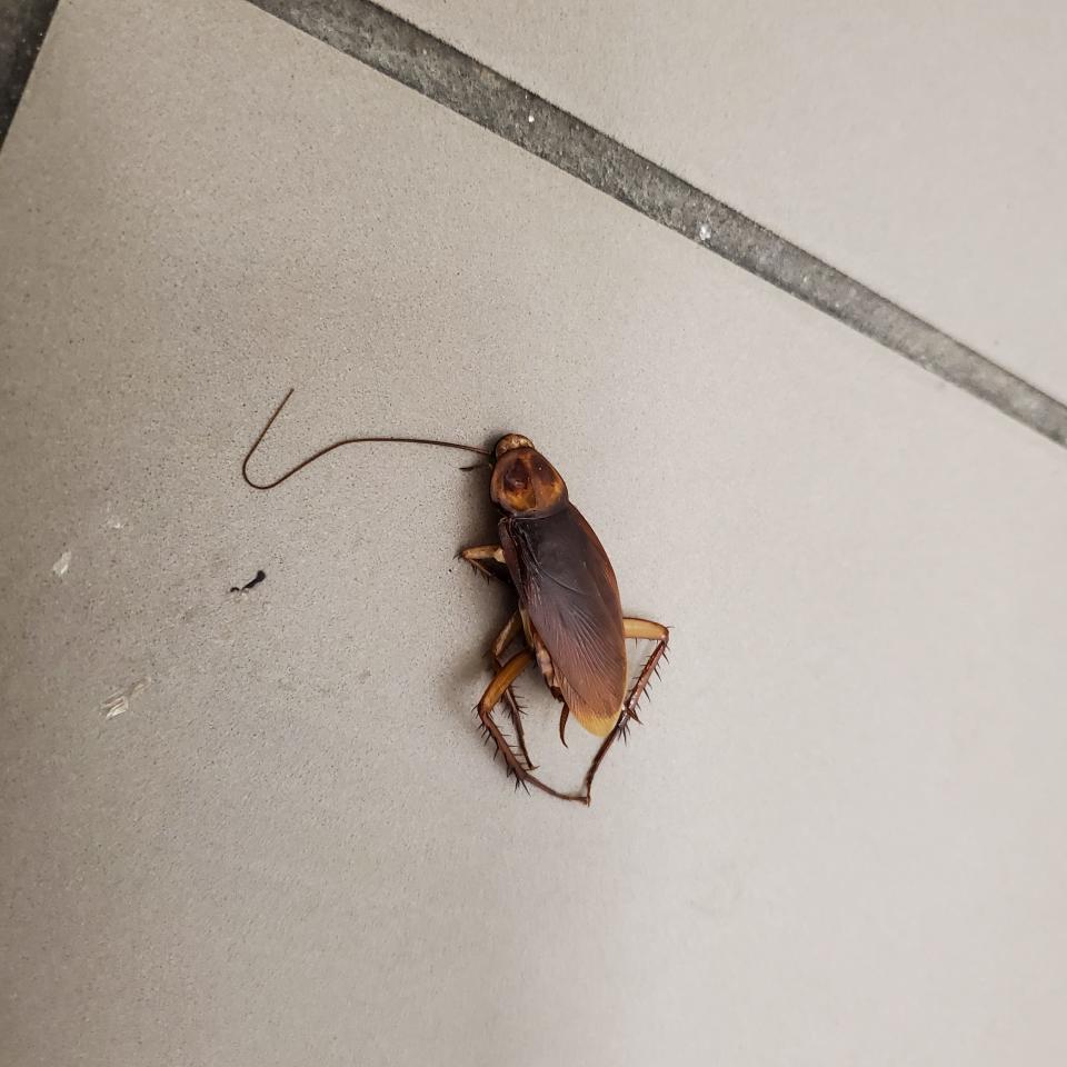Dead cockroach at Middle College High School in Los Angeles on April 26, 2021, first day of post-COVID reopening.