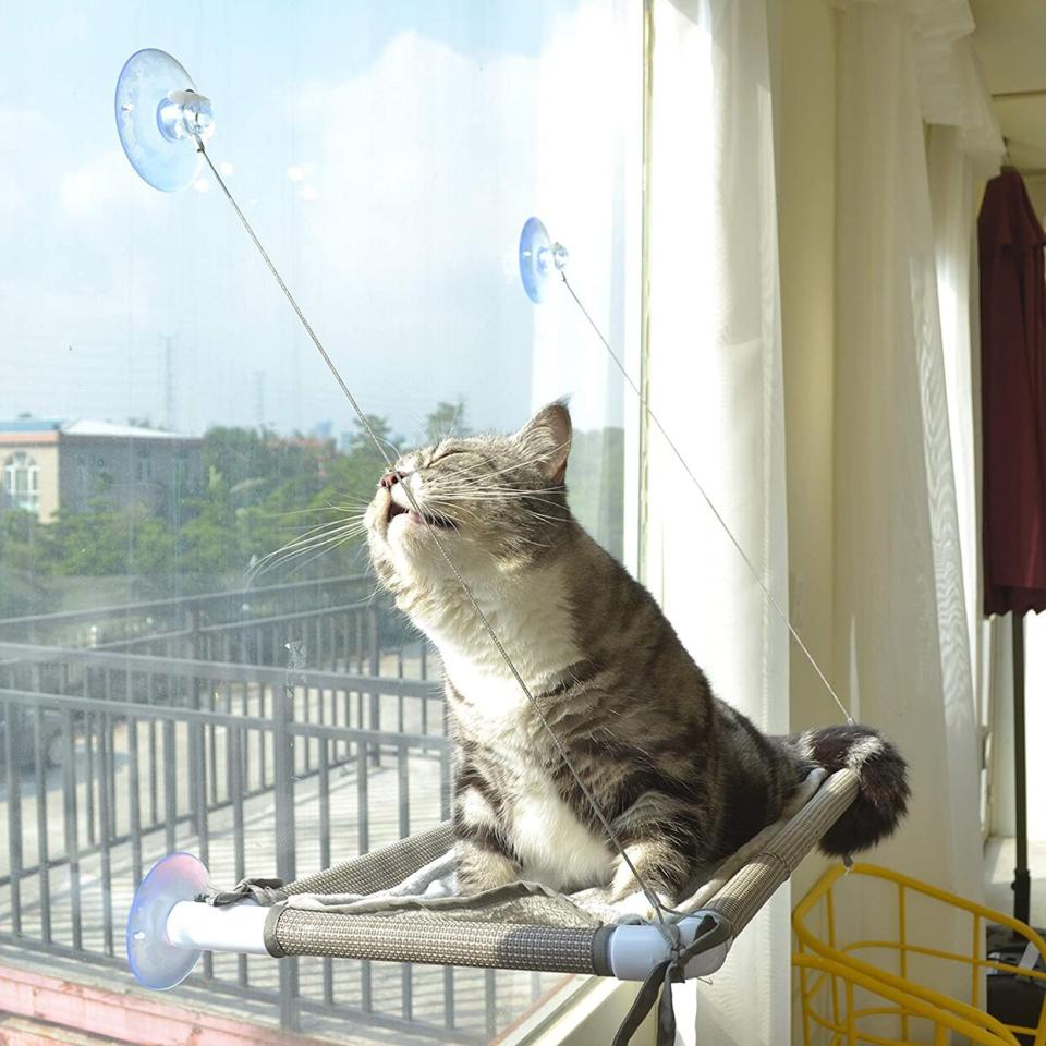 Cat lying on a Cat Window Perch