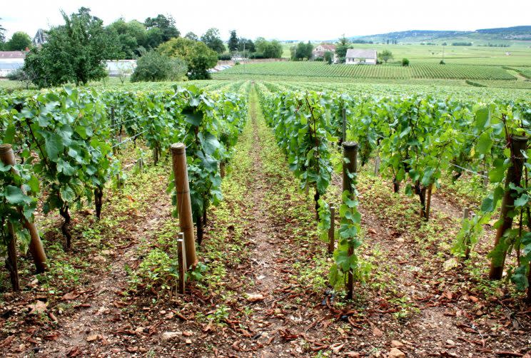 Domaine Comte Senard, Côte de Beaune (Wikimedia Commons)