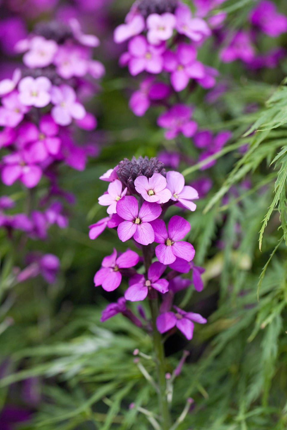 ERYSIMUM BOWLES'S MAUVE