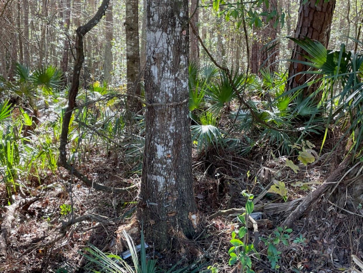 FHP troopers said a Chevy Silverado 1500 pickup truck struck this tree along County Road 314 on Thursday morning. The driver and sole occupant died at the scene.