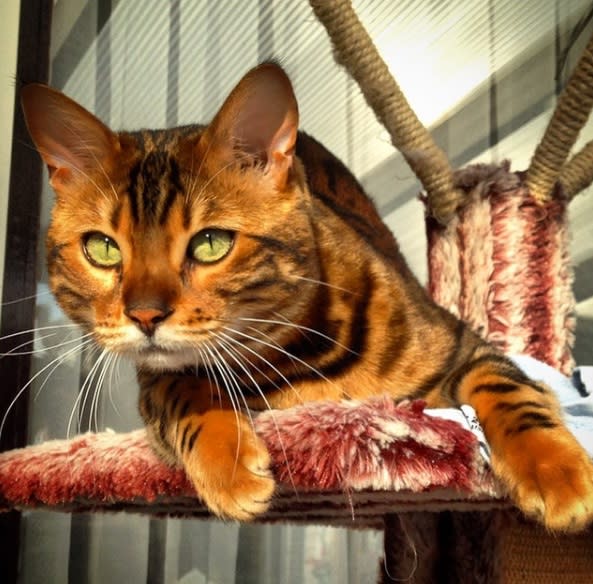 This stunning striped Bengal cat is ultimate #petgoals