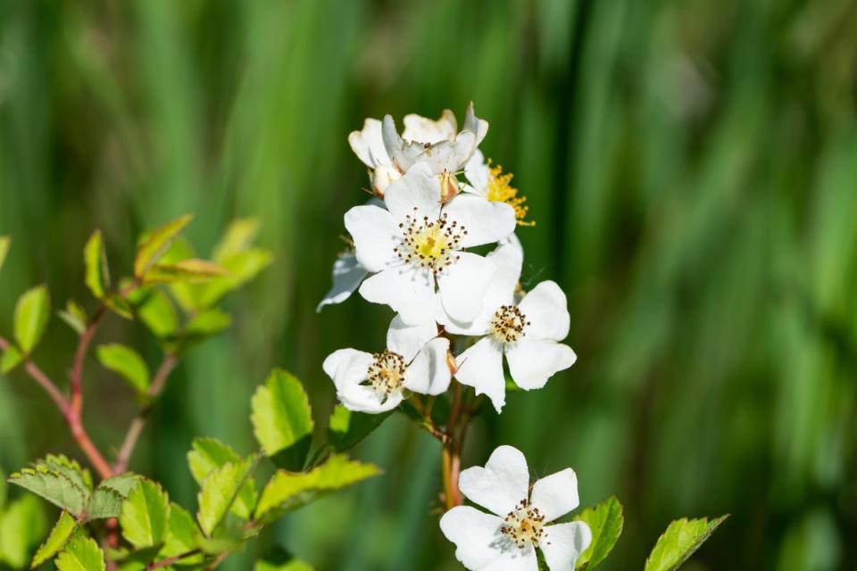 The multiflora rose, a flowery shrub, has spread across the US after being introduced to prevent erosion (Getty Images/iStockphoto)